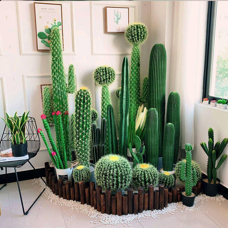 استفاده از کاکتوس به عنوان گیاهان آپارتمانی
