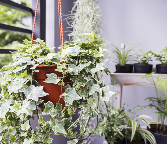 طراحی داخلی با استفاده از گیاهان آپارتمانی