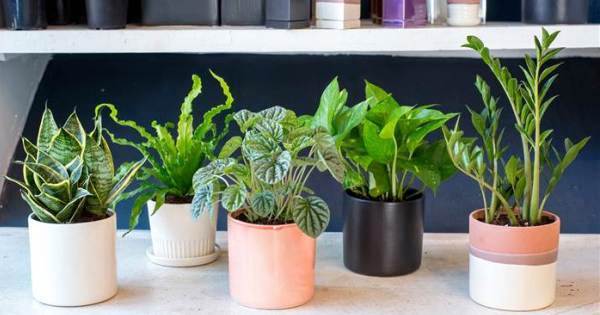 بهترین گیاهان تصفیه کننده هوا برای خانه